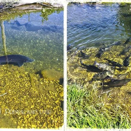 Přemyslovský Dvůr * Slezske Pavlovice