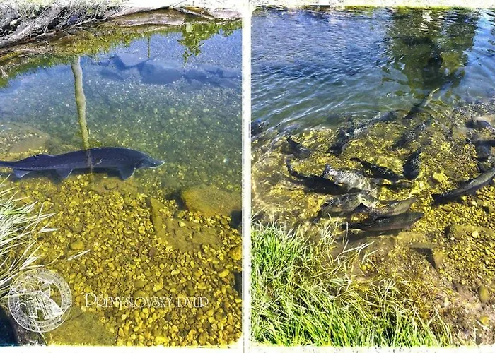 Premyslovsky Dvur * Slezske Pavlovice